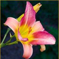 Лилейник Свенского сада :: Евгений Лилейник Свенского сада :: Евгений