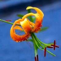 Тигровая лилия :: Евгений Тигровая лилия :: Евгений