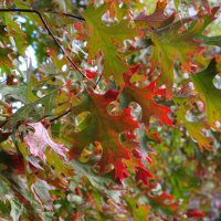 Дуб шарлаховый :: Татьяна Машошина