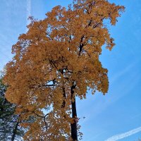 Осень :: Сапсан 