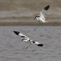 Шилоклювки :: Maxim Lanin