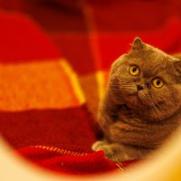 Маруся :: Светлана Тихонина