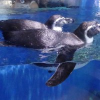 Пингвины :: Лидия Бусурина Пингвины :: Лидия Бусурина