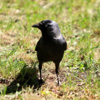 *** :: Андрей Л. В.