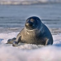 Байкальская нерпа :: Aleksey Afonin
