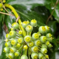 Плющ обыкновенный :: Tata Wolf