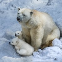 Белый :: SanSan Белый :: SanSan