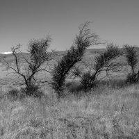 *** :: Елена Агеева