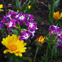 Нежное цветение :: Людмила Смородинская