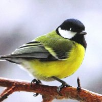 Высматривает семечки :: Людмила Смородинская