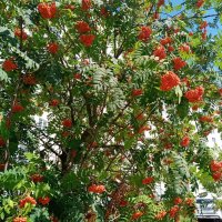 Рябина. :: Владимир Драгунский