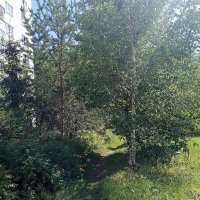 Август. :: Владимир Драгунский Август. :: Владимир Драгунский