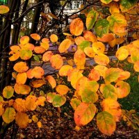 Осеннее :: Елена Семигина Осеннее :: Елена Семигина