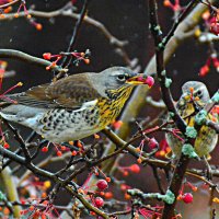 дрозд-рябинник лакомится яблочками :: леонид логинов