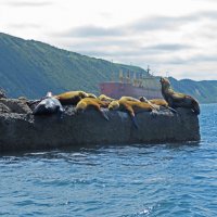 Сивучи в Невельске :: ИРЭН@ .