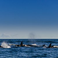 Тихий океан. :: Жора Житников Тихий океан. :: Жора Житников