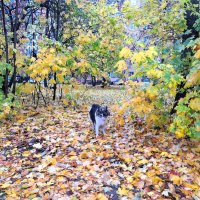 Прогулка :: Наталья Прогулка :: Наталья