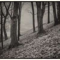 Осенний лес. :: Svyatoslav [Artisan] Ph.