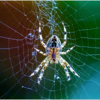 ПАУК... :: Elvira E. 