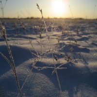 Морозное утро :: Anna Ivanova Морозное утро :: Anna Ivanova