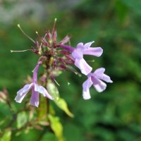 Остатние :: AleksSPb Лесниченко