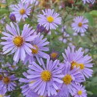 Сентябринки :: Freddy 97