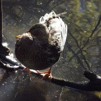 Когда в воде холодно... :: Freddy 97