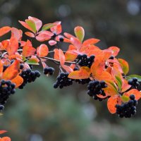 Урожай :: Татьяна Тюменка