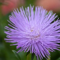 Игольчатая :: Татьяна Тюменка