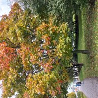 Осенний наряд :: Svetlana 