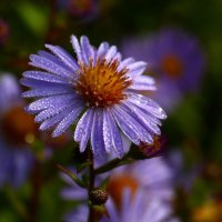 Утренний цветок :: Юрий. Шмаков