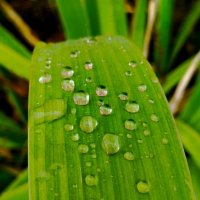 Хрустальные капли :: Галина Бобкина