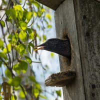 В домике :: Владимир Иванович В домике :: Владимир Иванович
