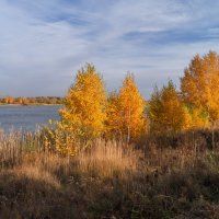 Золотые березки :: IRinA*** 