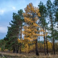 Осенний пейзаж :: Владимир Иванович