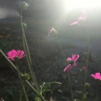 Мир цветов и света :: Hope 