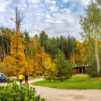 Осень в Мещерском парке :: Владимир Езеров 