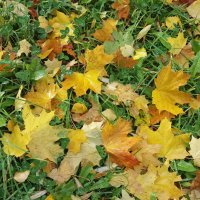 Кленовый ковёр :: Galina Solovova Кленовый ковёр :: Galina Solovova