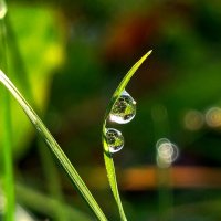 капельки :: светлана льдокова капельки :: светлана льдокова