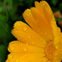 После дождя :: светлана льдокова