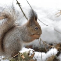 Белочка 2 :: Иван Генералов