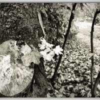 *** :: Любовь *** :: Любовь