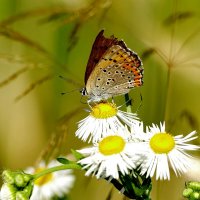 опять бабочки 1 :: Александр Прокудин