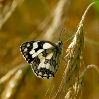 опять бабочки 5 :: Александр Прокудин опять бабочки 5 :: Александр Прокудин