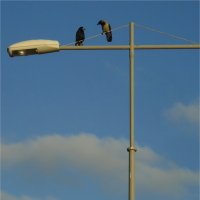 Я повторяю: грачи у-ле-те-ли!..( :: sv.kaschuk 