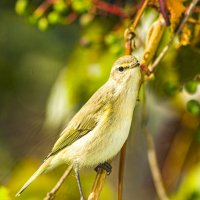 *** :: petyxov петухов