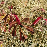 ... :: Светлана Ищенко