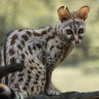 Генетта :: SanSan 