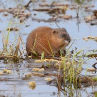 Хозяйка водоема :: Михаил Белоусов