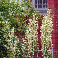 Юкка :: Игорь Сикорский